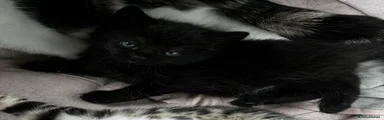 Black Domestic Shorthair Kitten 1 (Stormi)