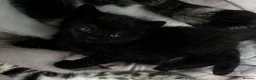 Domestic Shorthair cats for sale: Two female domestic shorthair female kitties in Birmingham - Advert 6