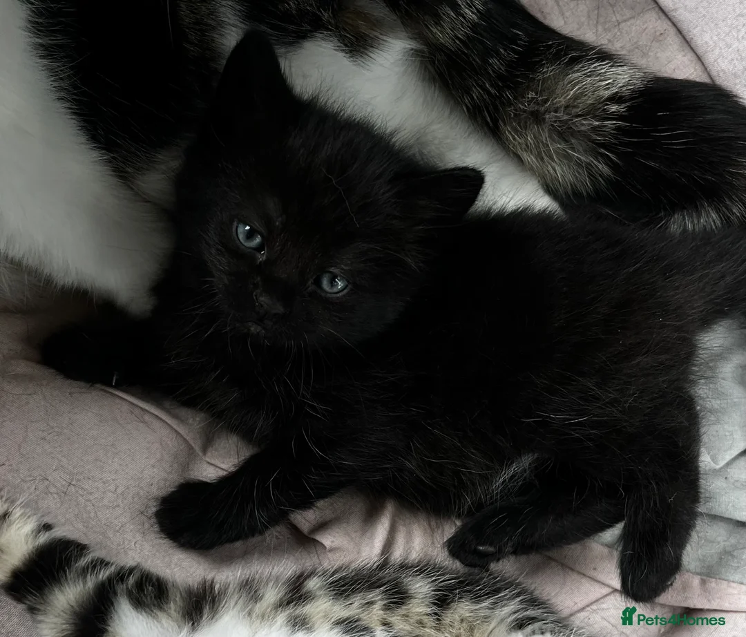 Domestic Shorthair cats for sale: Two female domestic shorthair female kitties in Birmingham - Advert 6