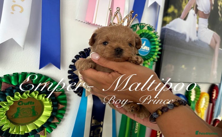 Maltipoo dogs - Advert 4