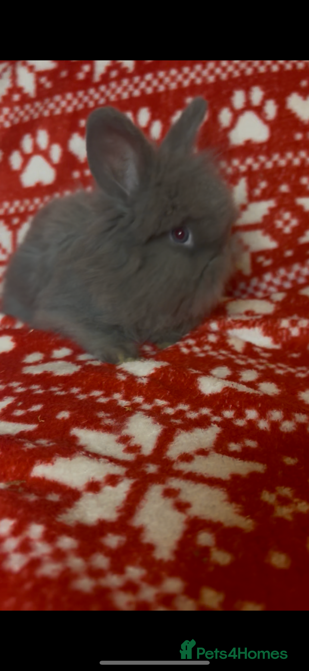Mini Lop rabbits for sale: Gorgeous little mini lop baby bunnies ready now - Image 17