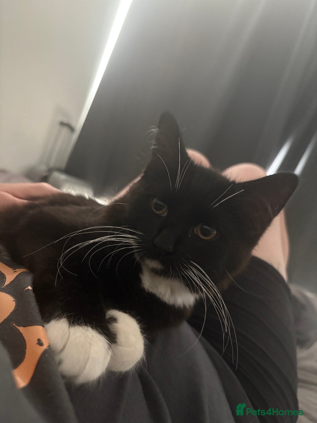 Mixed Breed cats for sale: Simba & Clarkson - MUST GO TOGETHER - Image 3
