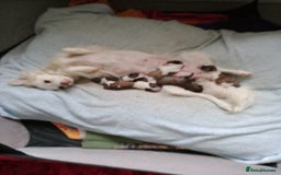 Mixed Breed dogs for sale: Gorgeous Puppies  - Image 4