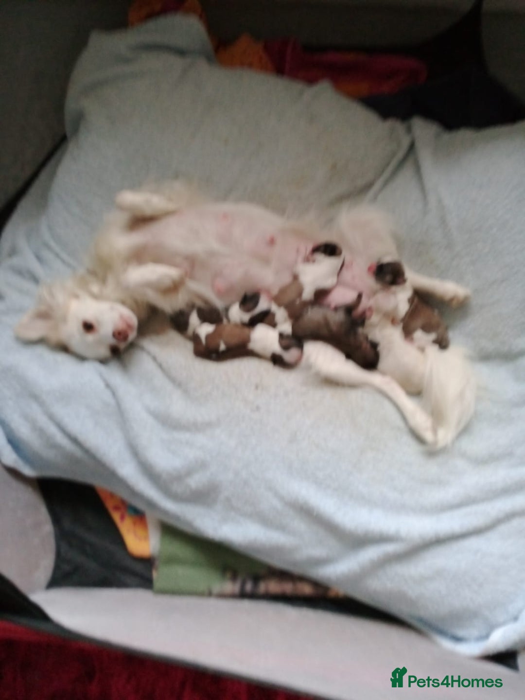 Mixed Breed dogs for sale: Gorgeous Puppies  - Image 4