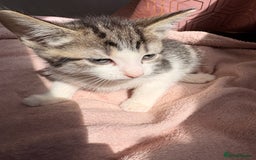 British Shorthair cats for sale: 2 male kittens for sale - Image 5