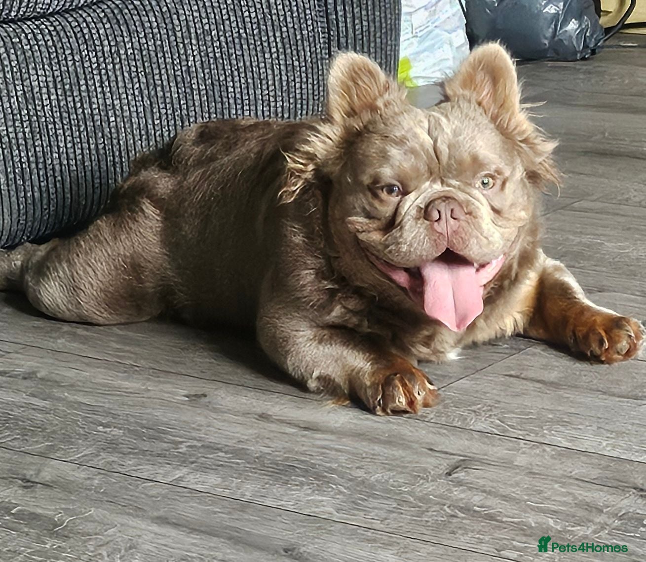 French Bulldog dogs Solo fluffy French bulldog  - Advert 1