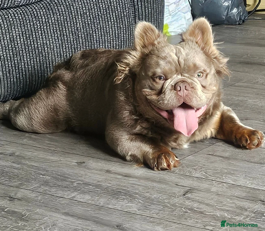 French Bulldog dogs for stud: Solo fluffy French bulldog  - Advert 2