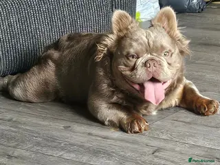 French Bulldog dogs Solo fluffy French bulldog - Advert 1