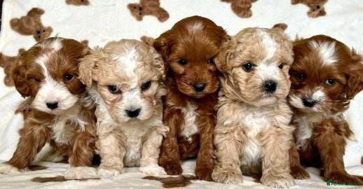 Cavapoo dogs Unique Cavapoo puppies - Advert 1