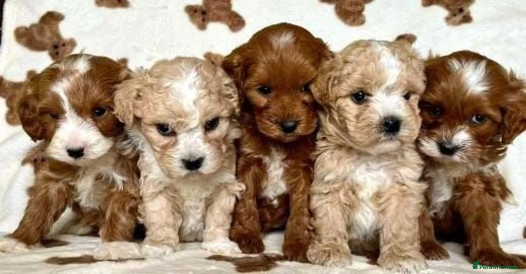 Cavapoo dogs for sale: Unique Cavapoo puppies - Advert 1