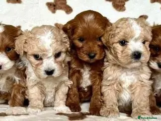 Cavapoo dogs Unique Cavapoo puppies - Advert 1