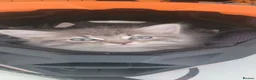 Mixed Breed cats for sale: Grey Tabby - Advert 5