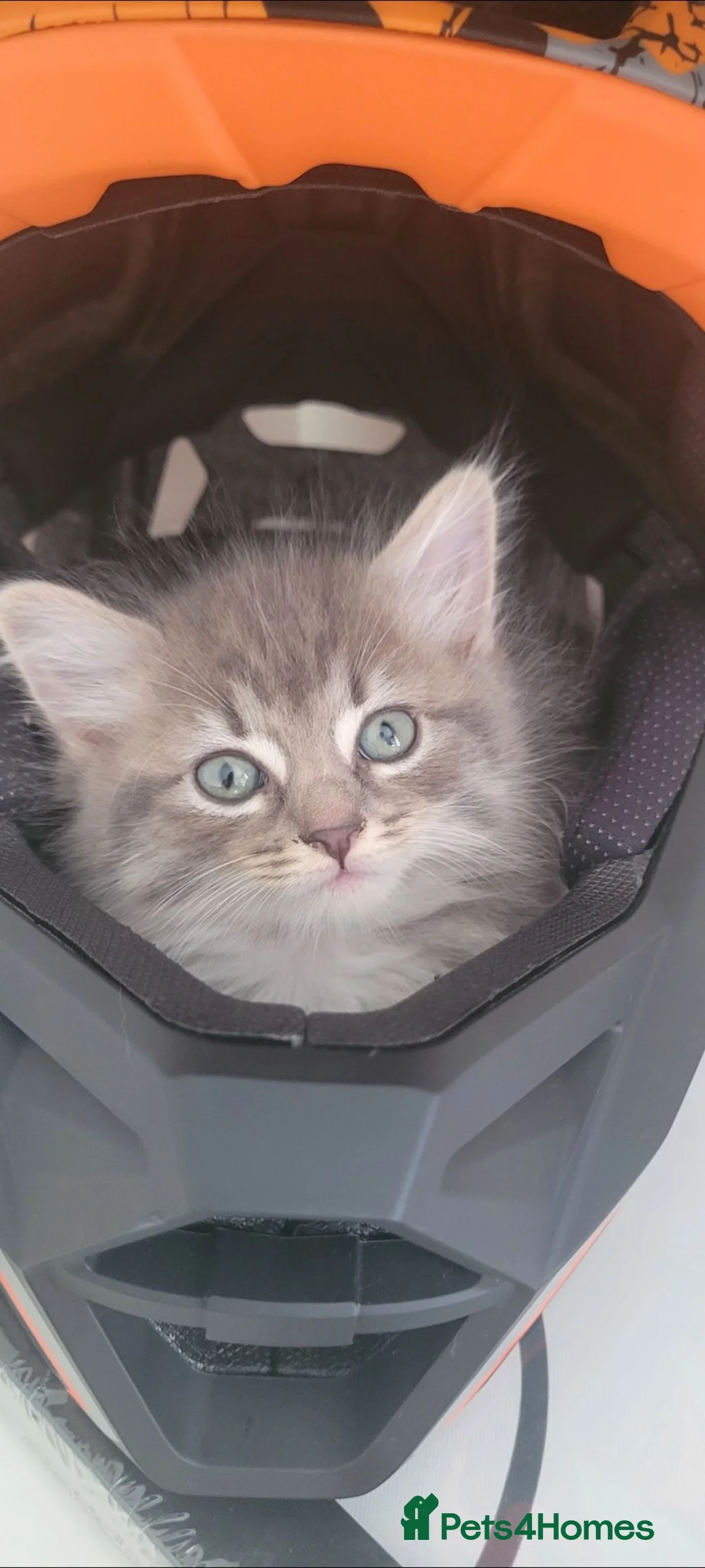 Mixed Breed cats for sale: Grey Tabby - Advert 5