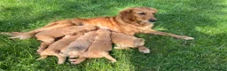 Golden Retriever dogs for sale: Ivys Golden retriever pups 🫶 - Advert 1