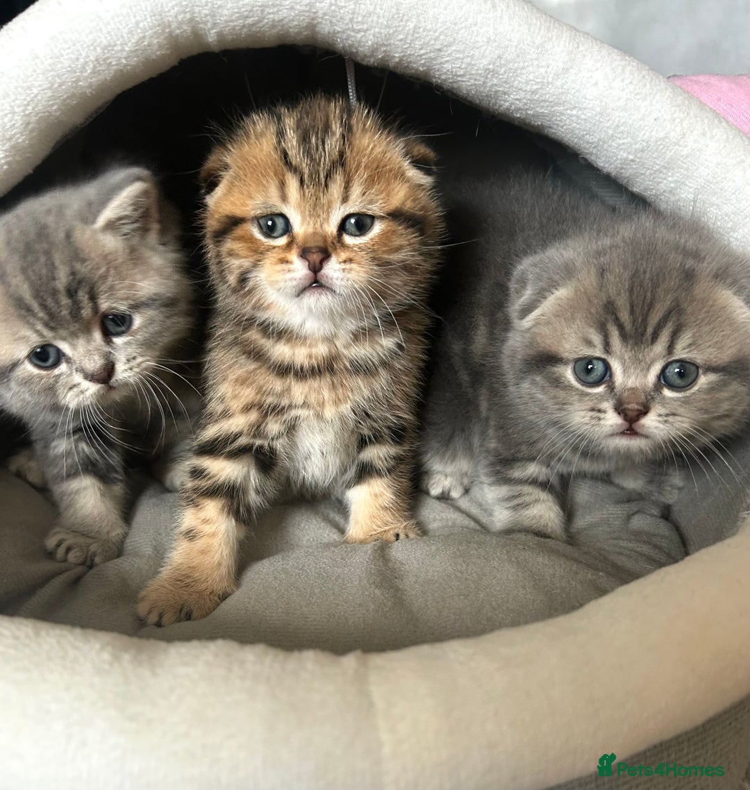 Scottish Fold cats for sale: Pure breed SCOTTISH FOLD - Image 35