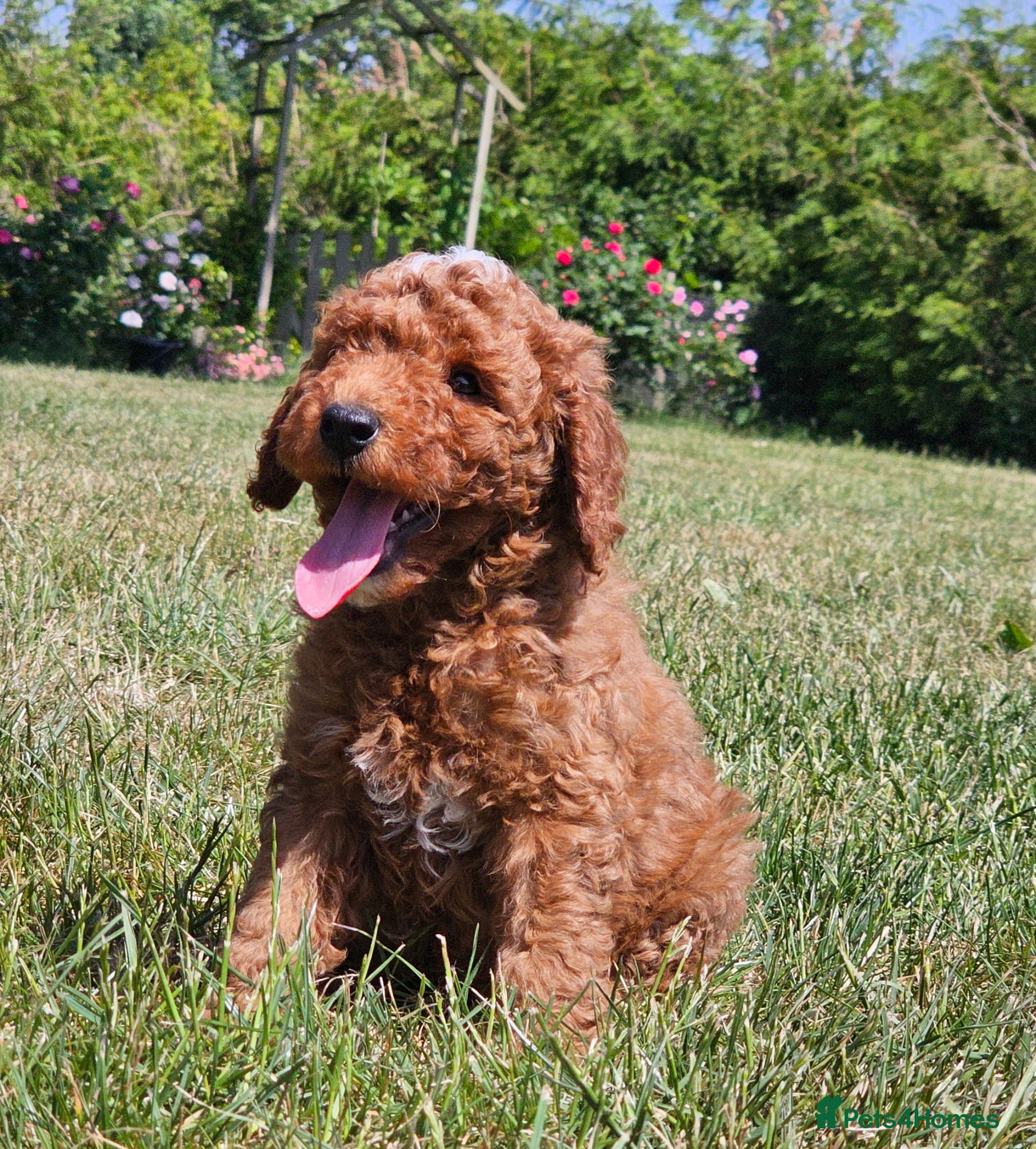 Australian Labradoodle dogs Stunning full Australian Labradoodle puppies  - Advert 1
