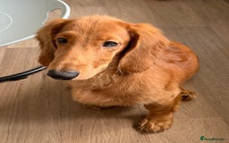 Dachshund dogs for sale: Long haired Dachshund  - Image 1