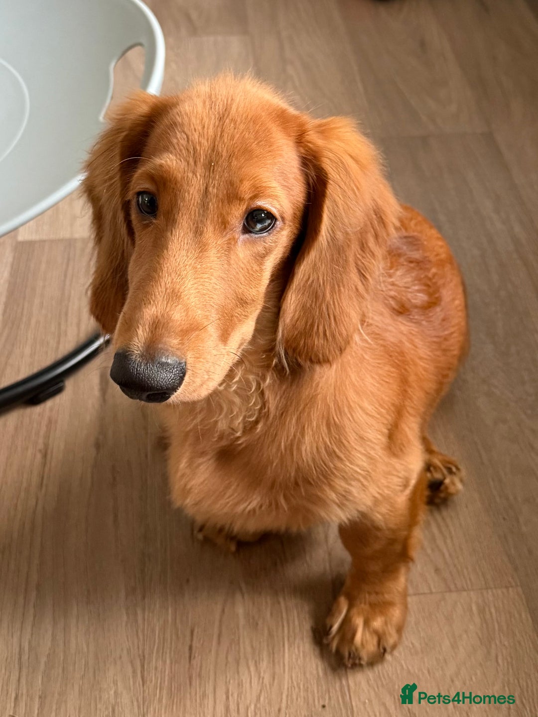 Dachshund dogs for sale: Long haired Dachshund  - Image 1