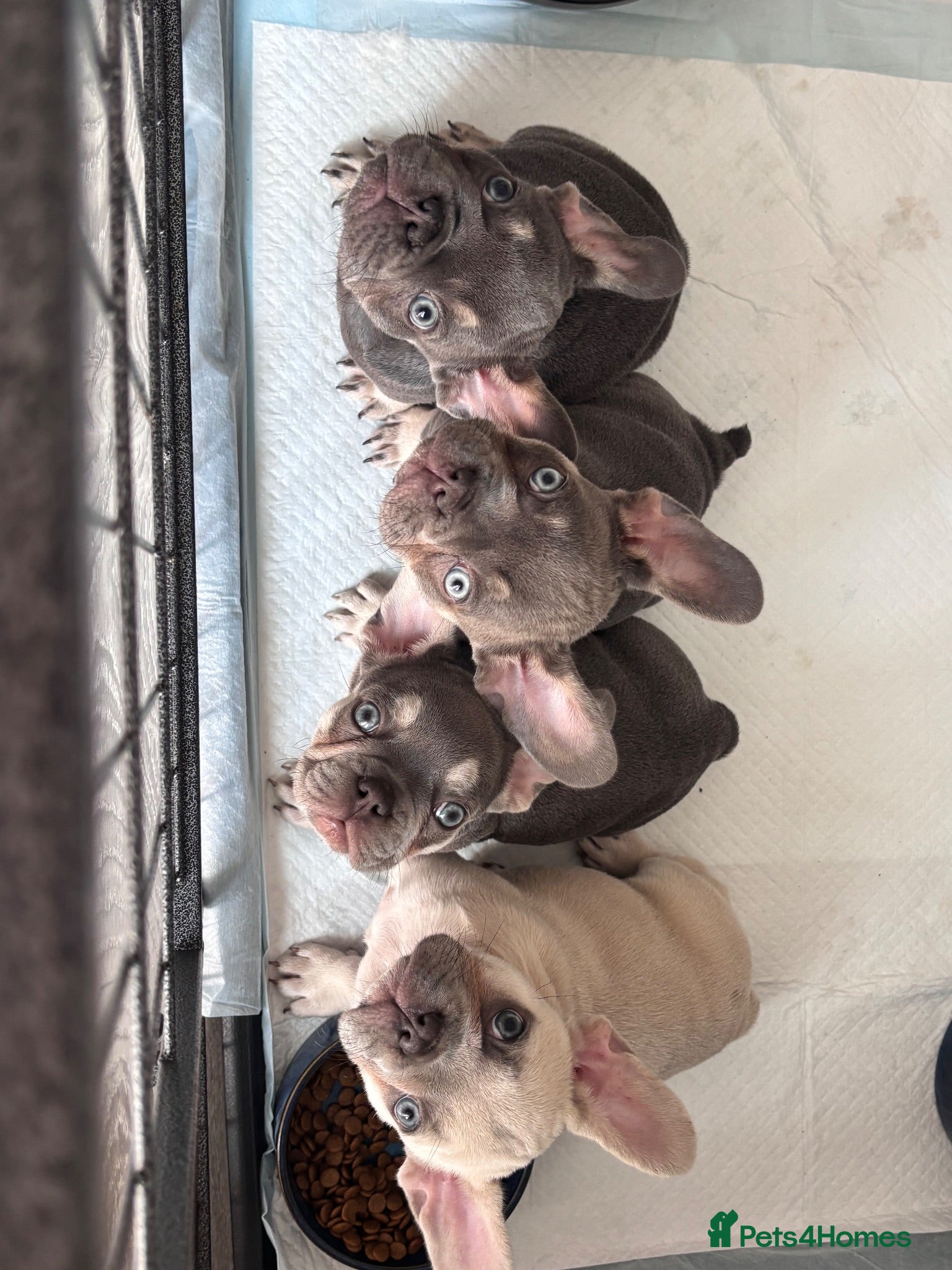 French Bulldog dogs 🩷READY NOW.. Gorgeous litter of Frenchies🩷  - Advert 14