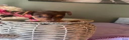 Jack Russell dogs for sale: Wenlock Jack Russells  - Advert 4