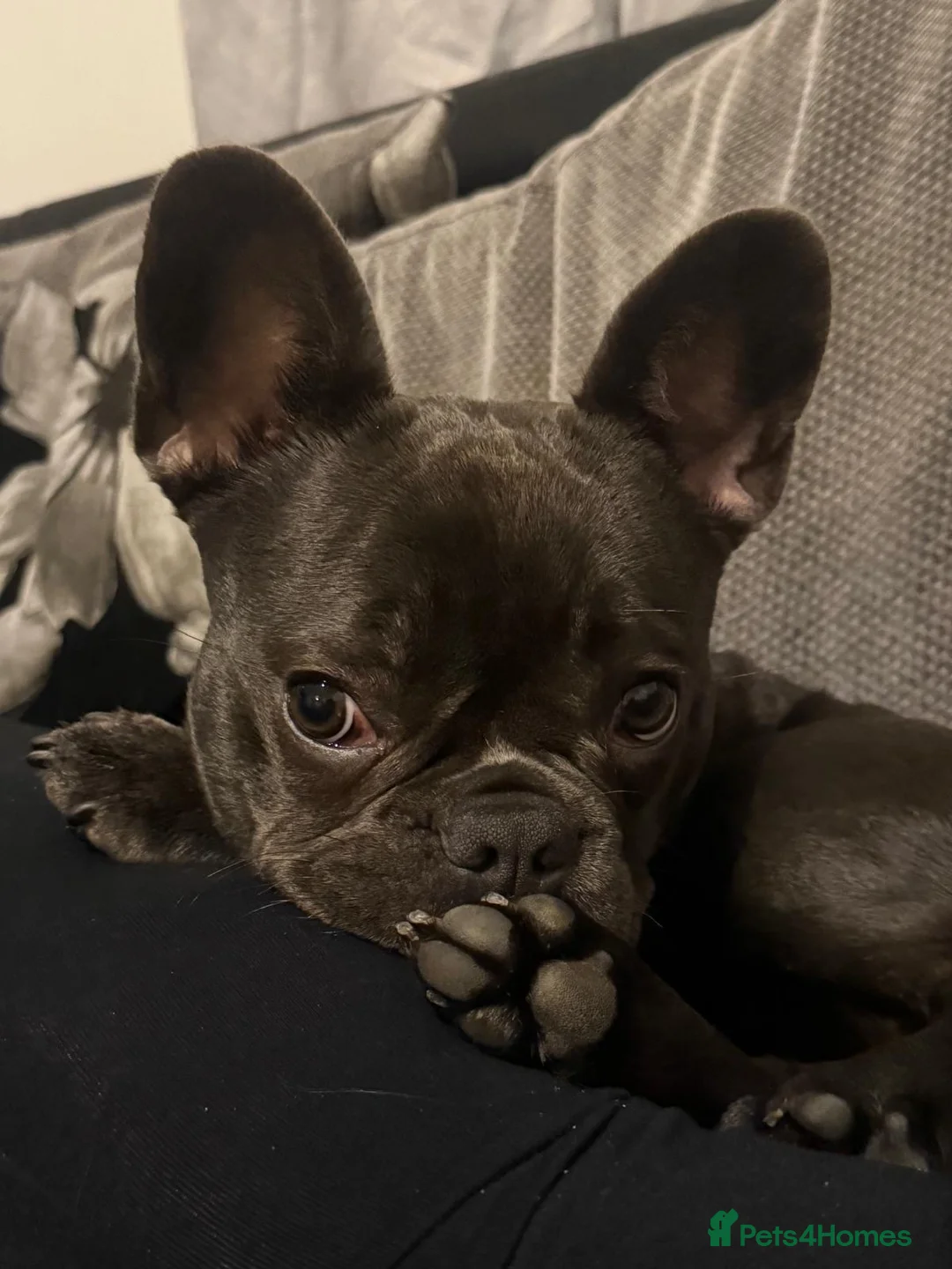 French Bulldog dogs for sale: Female Blue French Bulldog - 15 Months Old in Lowestoft - Advert 15