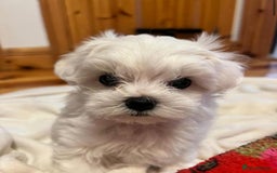Maltese dogs for sale: Maltese puppies  - Image 5