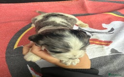 Cocker Spaniel dogs for sale: Cocker puppy 1 bitch left 3 boys  - Image 3