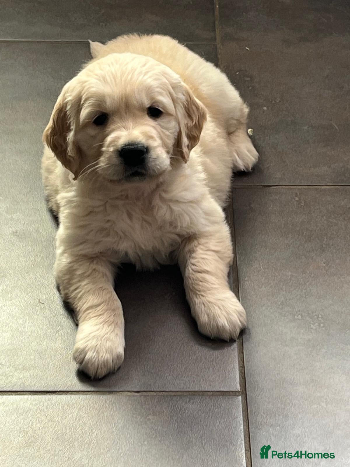 Golden Retriever dogs Kennel Club Registered Golden Retriever Puppies  - Advert 3