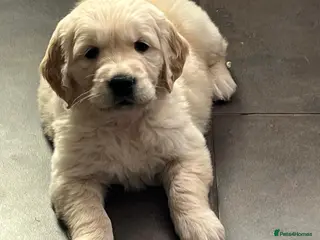 Golden Retriever dogs Kennel Club Registered Golden Retriever Puppies - Advert 3