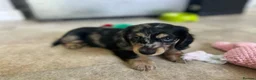 Miniature Dachshund dogs for sale: Adorable Longhaired Miniature Dachshund Puppies in Manchester - Advert 5