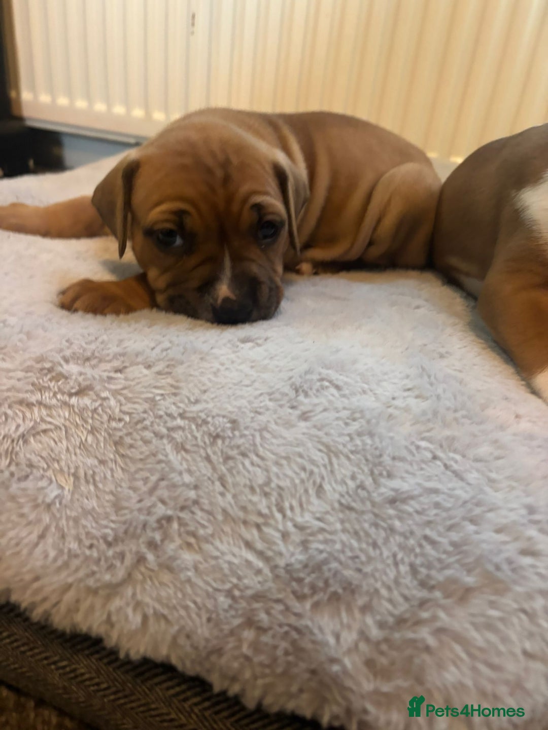 American Bulldog dogs for sale: American bulldog pups for sale - Advert 32