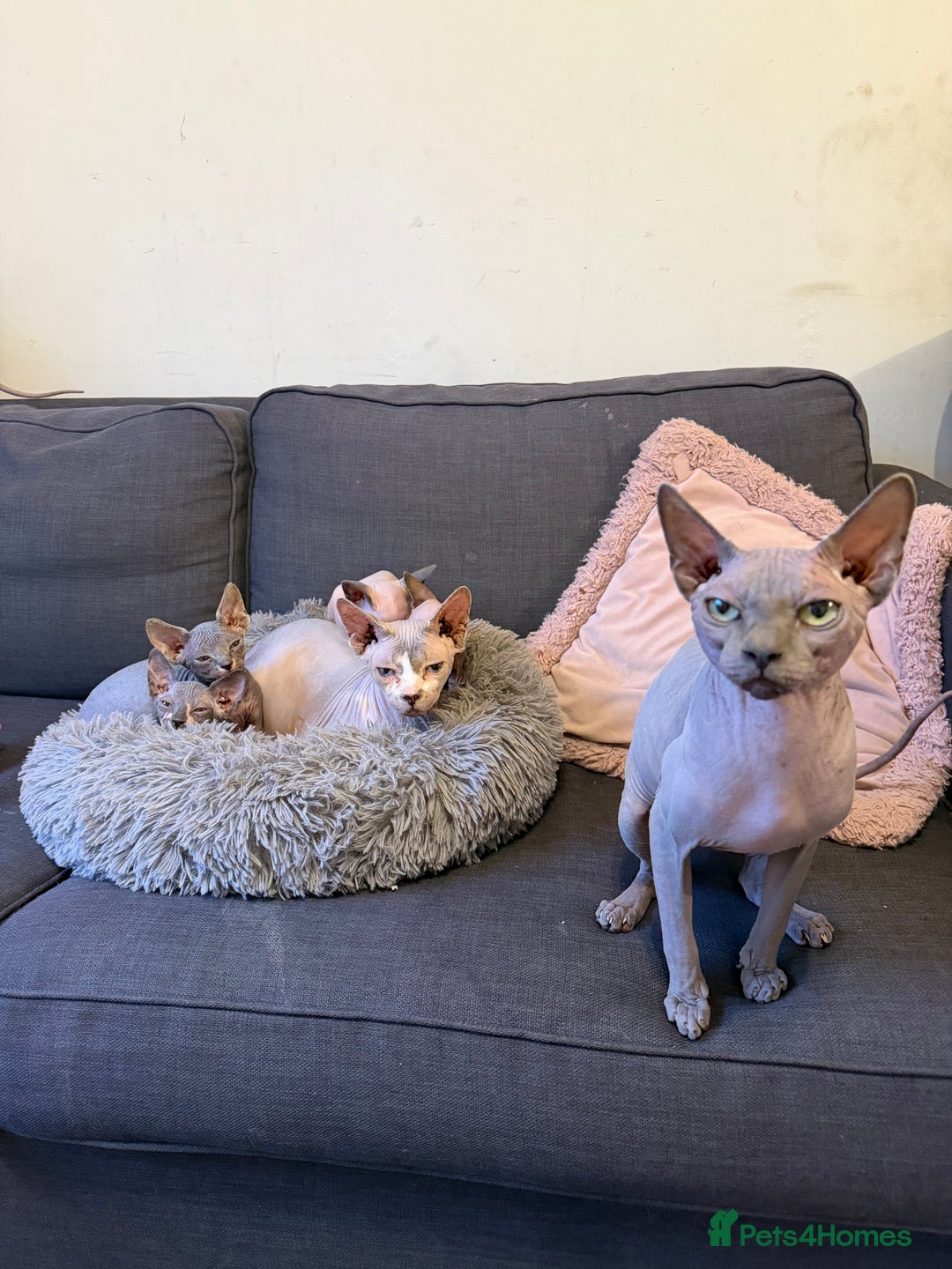 Sphynx cats for sale: Adorable Tica Registered Sphynx Kittens - Blue  - Advert 3