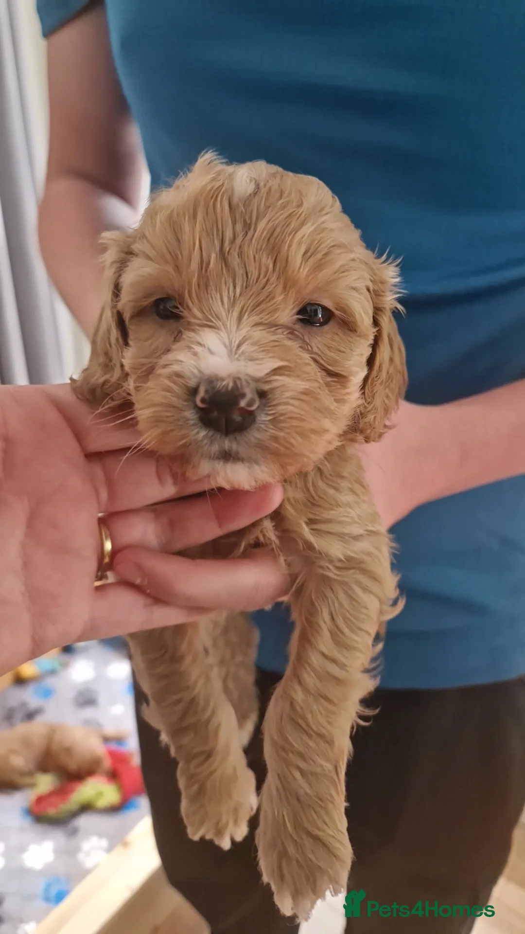 Cockapoo dogs for sale: Cockapoo puppies - Advert 5