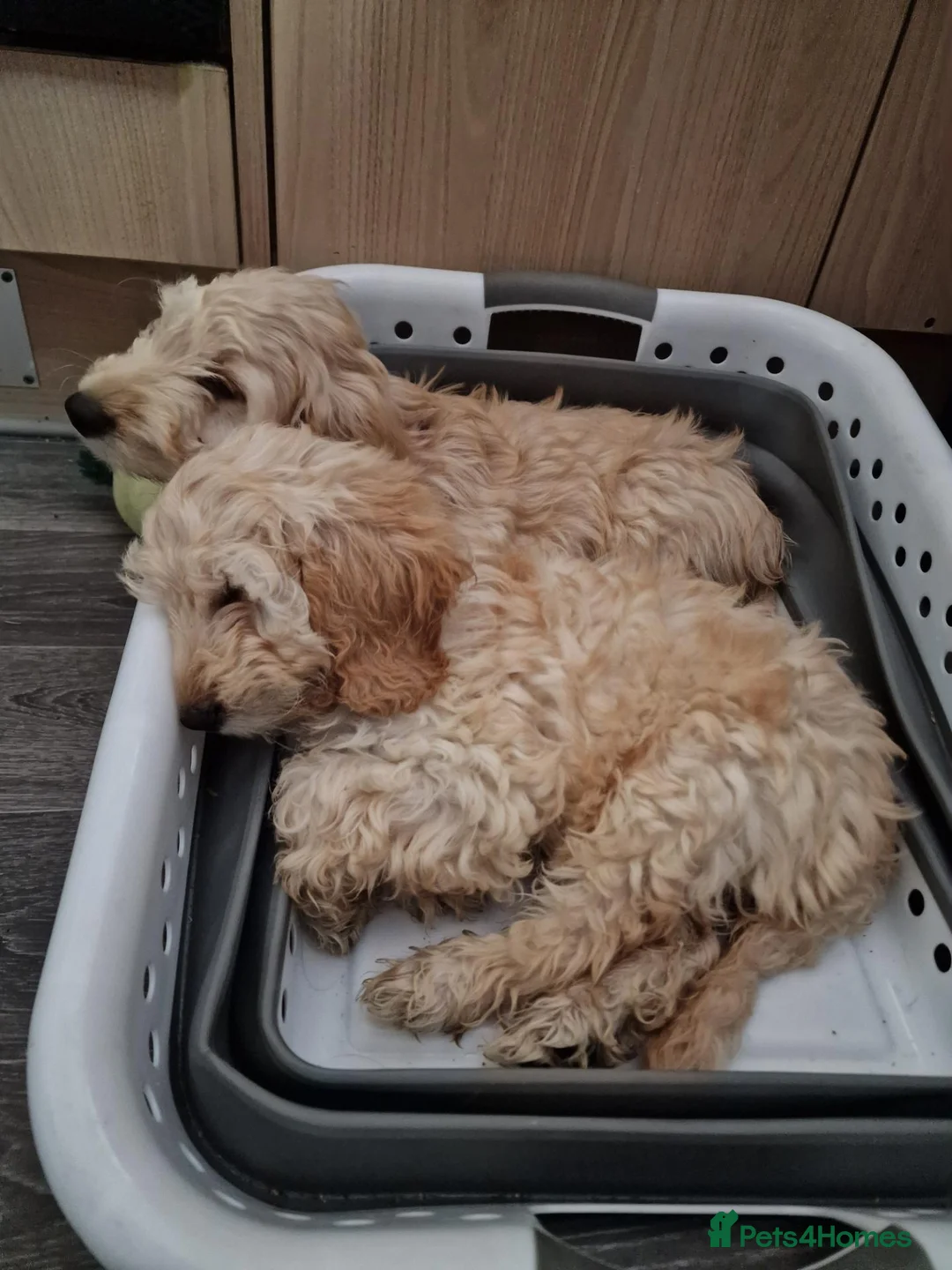Cockapoo dogs for sale: 5 month old Cockapoo female puppies - Advert 2