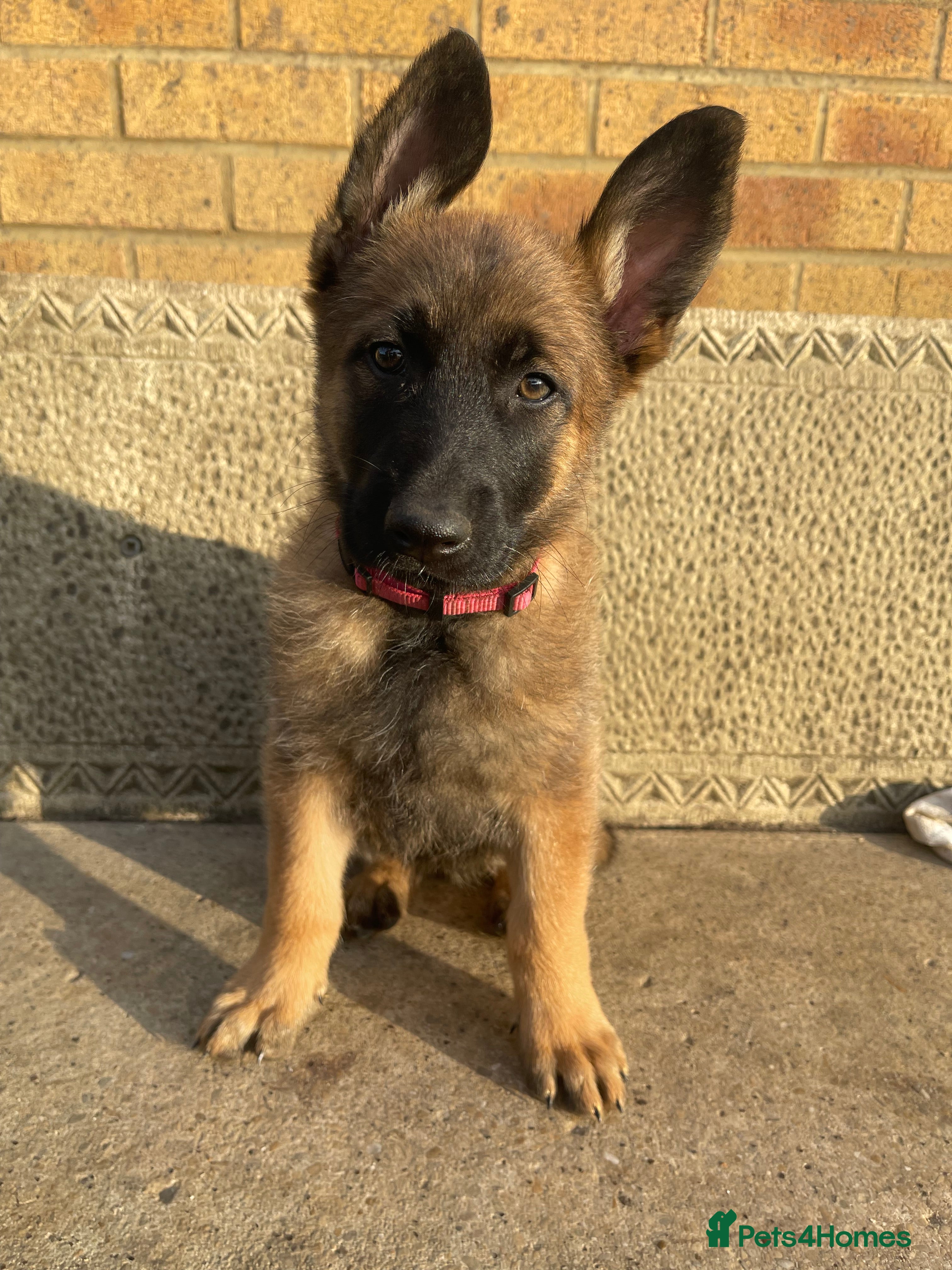 Belgian Shepherd Dog dogs Last 2 Available!! Ready now!! Girl Belgian Mali  - Advert 2