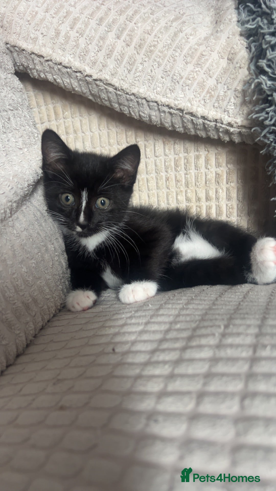 Mixed Breed cats Beautiful boy kitten  - Advert 15