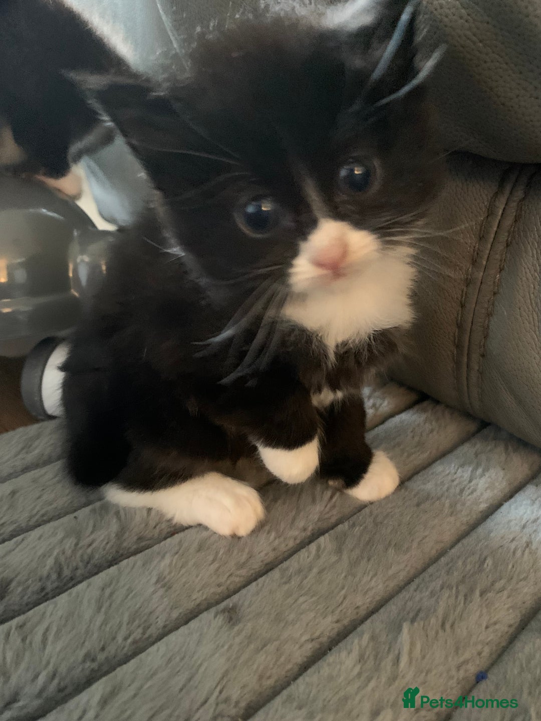British Longhair cats for sale: Beautiful Tuxedo X Long haired Kittens ❤️ - Advert 7