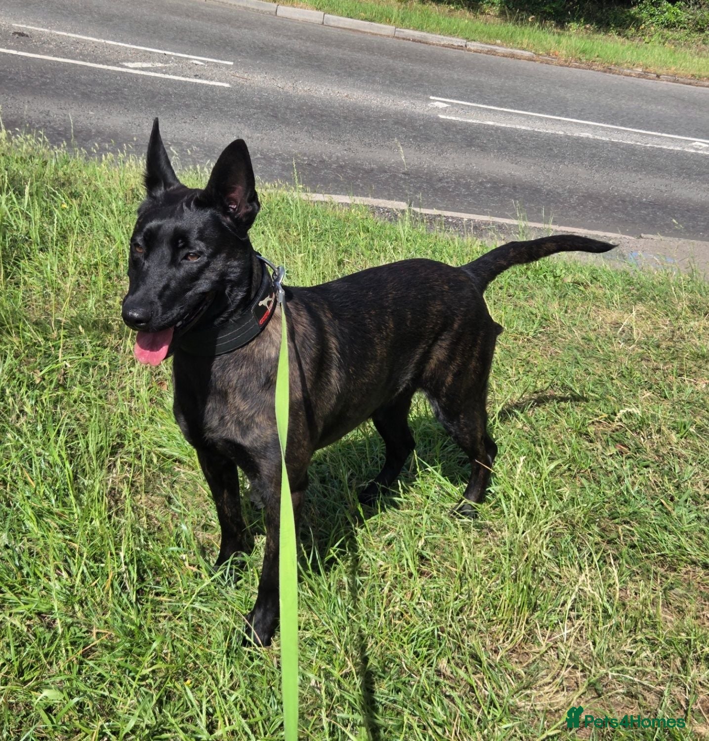 Belgian Shepherd Dog dogs Workingline belgian shepherds - Advert 2