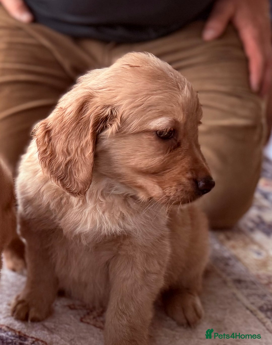 Golden Retriever dogs for sale: Golden retriever puppies - Image 9