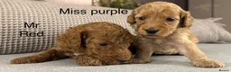 Double Doodle dogs for sale: A REALLY EXCITING MIX OF BREEDS. GORGEOUS!!! - Advert 22