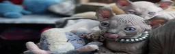 Dwelf cats for sale: Dwelf and Elf kittens for the best homes.  - Advert 9