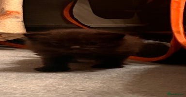 Mixed Breed cats Long haired ragdoll cross - Advert 16