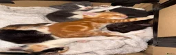 Mixed Breed cats for sale: *Beautiful mixed litter* - Advert 22