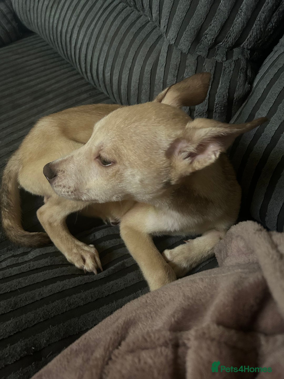 Mixed Breed dogs for sale: 1 Siberian husky cross girl pup  - Image 8