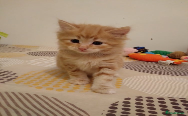British Longhair cats - Advert 7