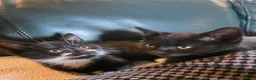 Mixed Breed cats for sale: Friendly Kittens Looking for Forever Home in Tregaron - Advert 4