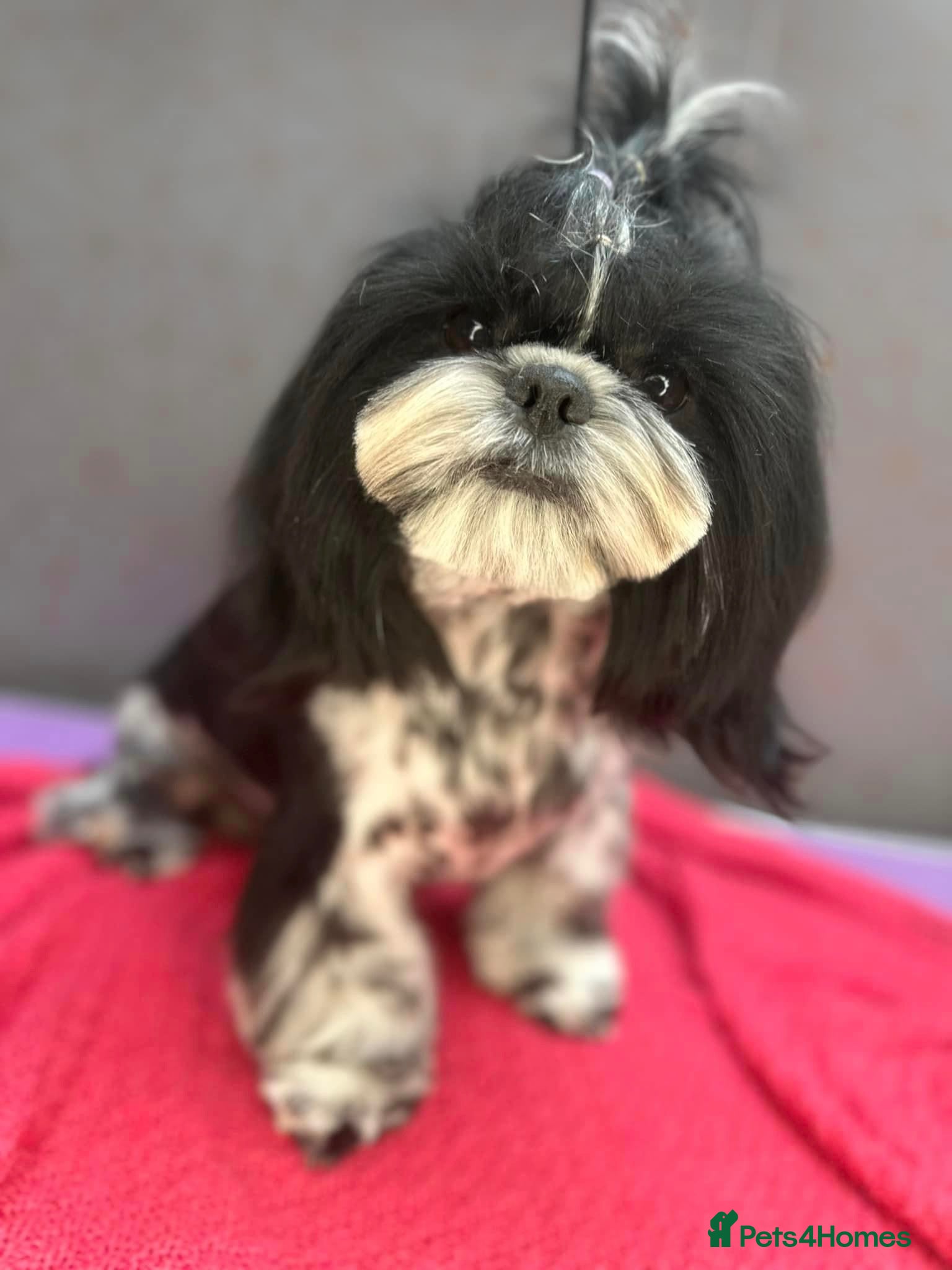 Shih Tzu dogs 2 female and 1 male Shih Tzu puppies  - Advert 8