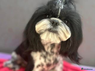 Shih Tzu dogs 2 female and 1 male Shih Tzu puppies - Advert 8