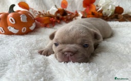 French Bulldog dogs for sale: Frenchie pups KC Registered  - Image 19