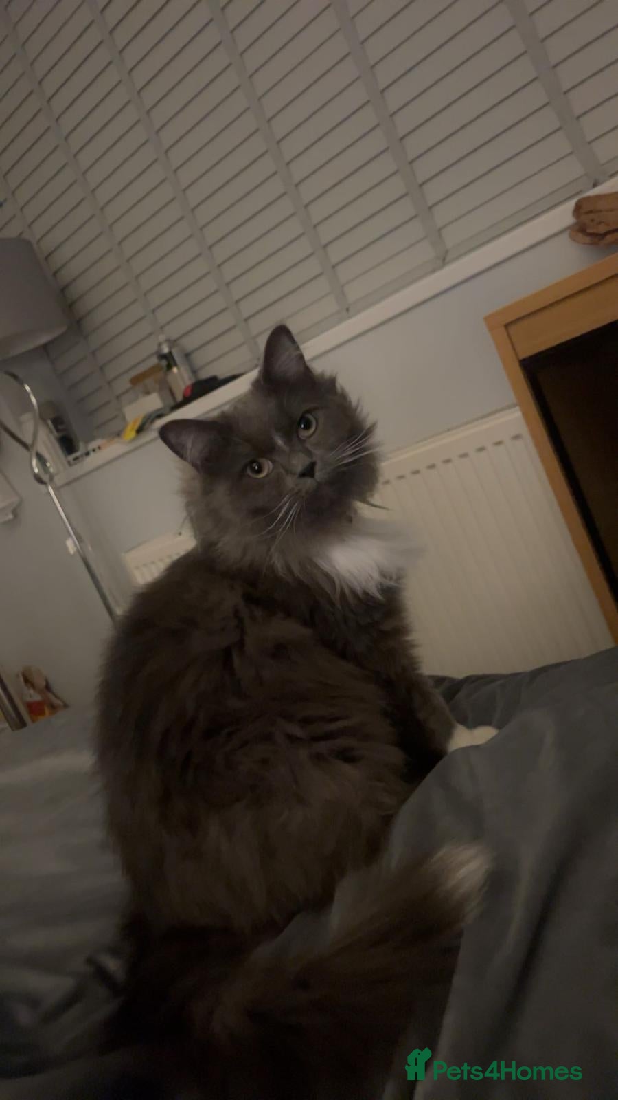 Mixed Breed cats 3 year old ragdoll cross  - Advert 1